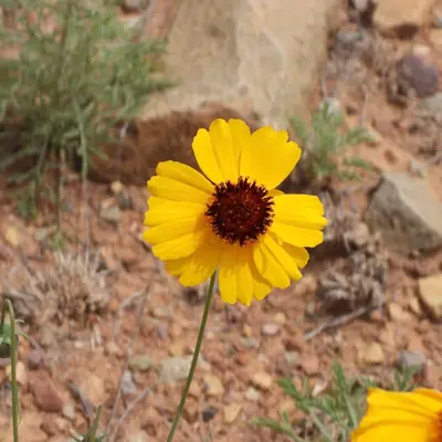 Coreopsis - real photo