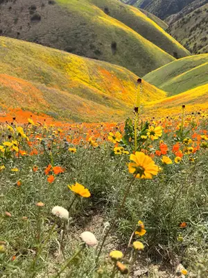 Coreopsis - real photo