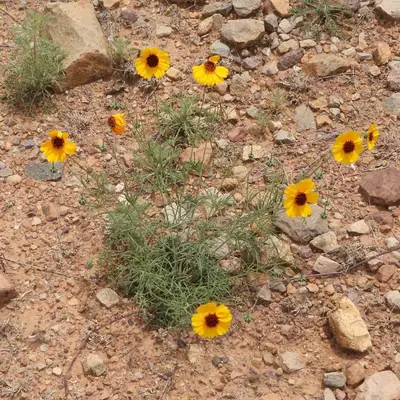 Coreopsis - real photo