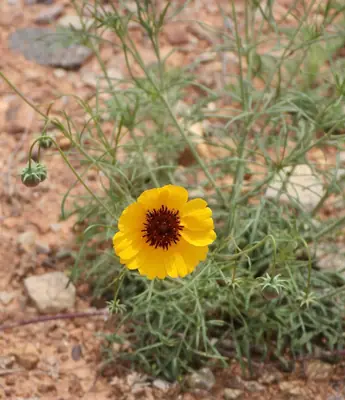 Coreopsis - real photo