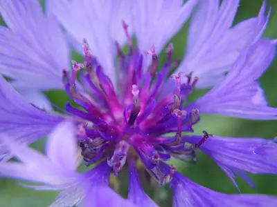 Bachelor's Button (Centaurea cyanus) - real photo