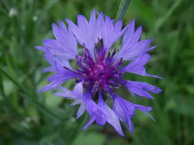 Bachelor's Button (Centaurea cyanus) - real photo