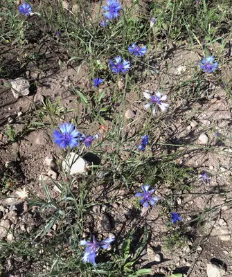 Bachelor's Button (Centaurea cyanus) - real photo