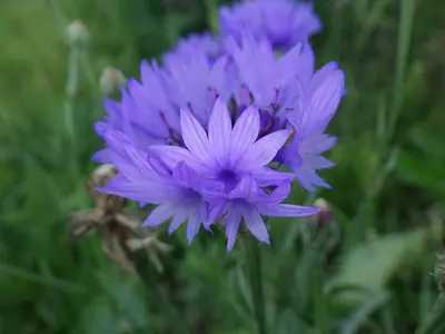 Bachelor's Button (Centaurea cyanus) - real photo