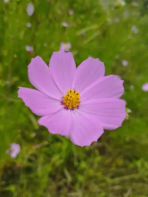 Cosmos (Cosmos bipinnatus) - real photo