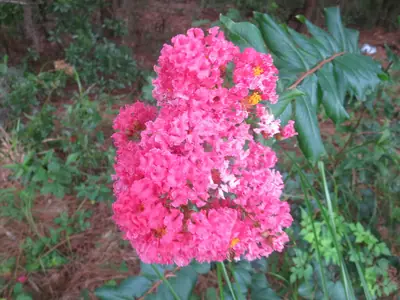 Crape Myrtle (Lagerstroemia) - real photo