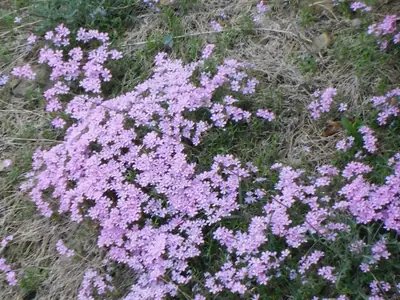 Creeping Phlox (Phlox subulata) - real photo