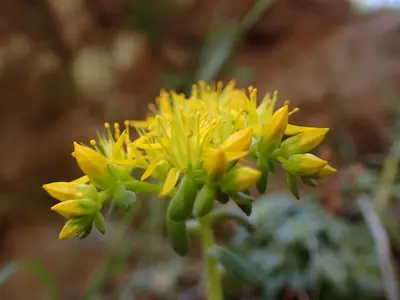 Creeping Sedum (Sedum) - real photo