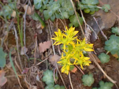 Creeping Sedum (Sedum) - real photo