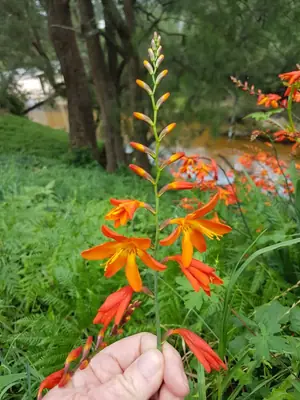 Crocosmia - real photo