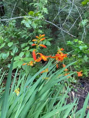 Crocosmia - real photo