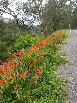 Crocosmia - real photo