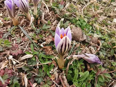 Crocus - real photo