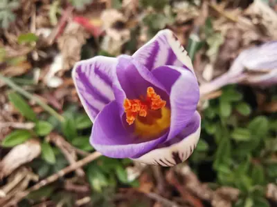 Crocus - real photo