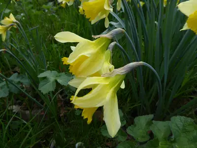 Daffodil (Narcissus) - real photo