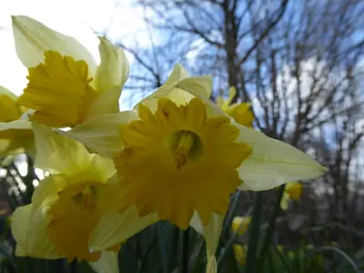 Daffodil (Narcissus) - real photo