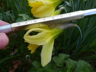 Daffodil (Narcissus) - real photo