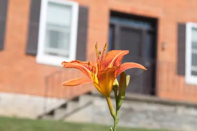 Daylily (Hemerocallis) - real photo