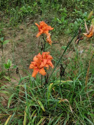 Daylily (Hemerocallis) - real photo