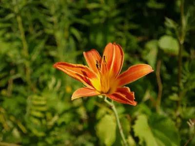 Daylily (Hemerocallis) - real photo