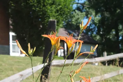 Daylily (Hemerocallis) - real photo