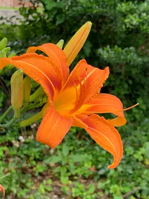 Daylily (Hemerocallis) - real photo