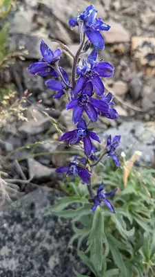 Delphinium - real photo