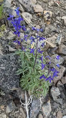 Delphinium - real photo