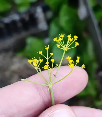 Dill (Anethum graveolens) - real photo