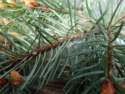 Douglas Fir (Pseudotsuga menziesii) - real photo