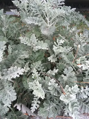 Dusty Miller (Jacobaea maritima) - real photo