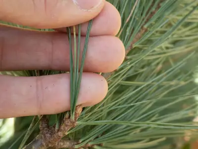 Eastern White Pine (Pinus strobus) - real photo