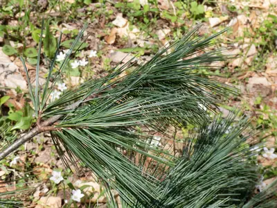 Eastern White Pine (Pinus strobus) - real photo