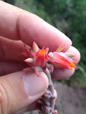 Echeveria - real photo