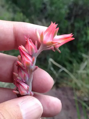 Echeveria - real photo