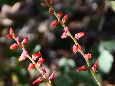Echeveria - real photo