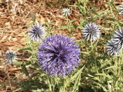 Globe Thistle (Echinops) - real photo