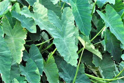 Elephant Ear (Colocasia) - real photo
