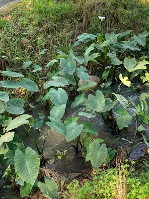 Elephant Ear (Colocasia) - real photo