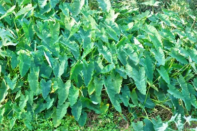 Elephant Ear (Colocasia) - real photo