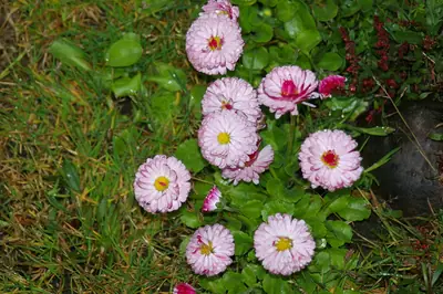 English Daisy (Bellis perennis) - real photo