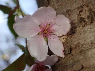 Flowering Cherry (Prunus serrulata) - real photo