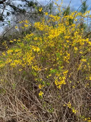 Forsythia - real photo