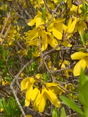 Forsythia - real photo