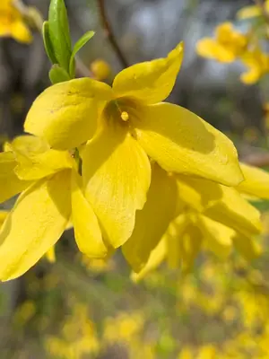 Forsythia - real photo