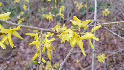 Forsythia - real photo