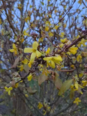Forsythia - real photo