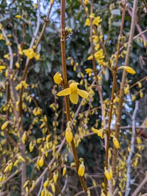 Forsythia - real photo
