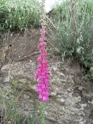 Foxglove (Digitalis) - real photo