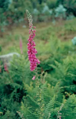 Foxglove (Digitalis) - real photo